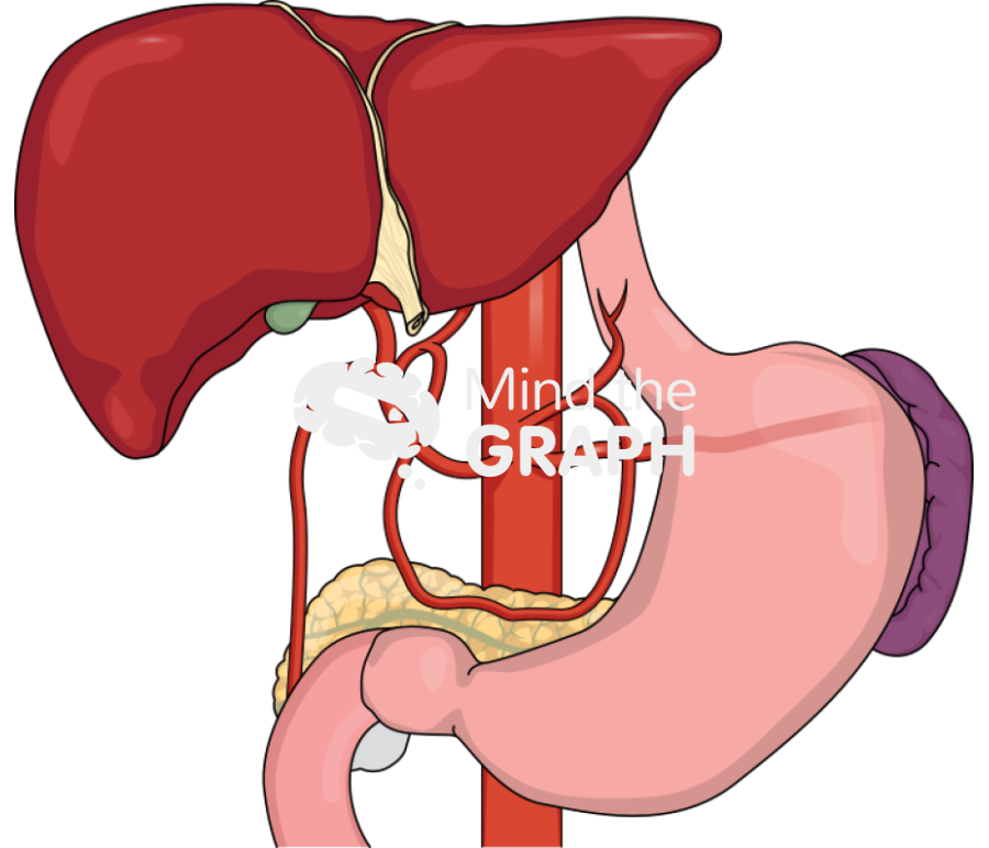 Celiac axis artery Icons, Symbols, Pictures, and Images
