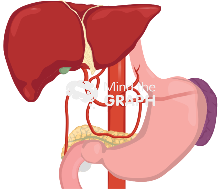 Celiac axis artery Icons, Symbols, Pictures, and Images
