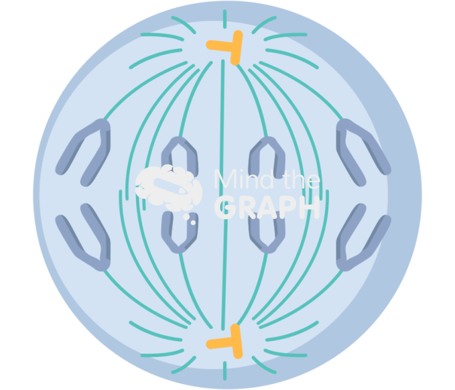 Cell anaphase 2 Icons, Symbols, Pictures, and Images