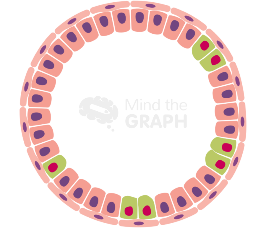 Cancer cell progression 2 Icons, Symbols, Pictures, and Images