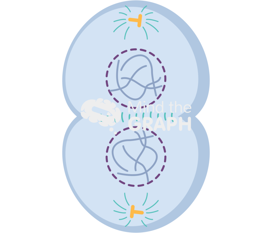 Cell telophase 2 Icons, Symbols, Pictures, and Images