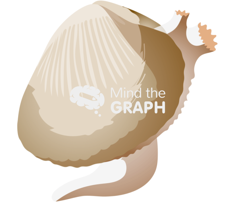 Cerastoderma edule bivalve Icons, Symbols, Pictures, and Images