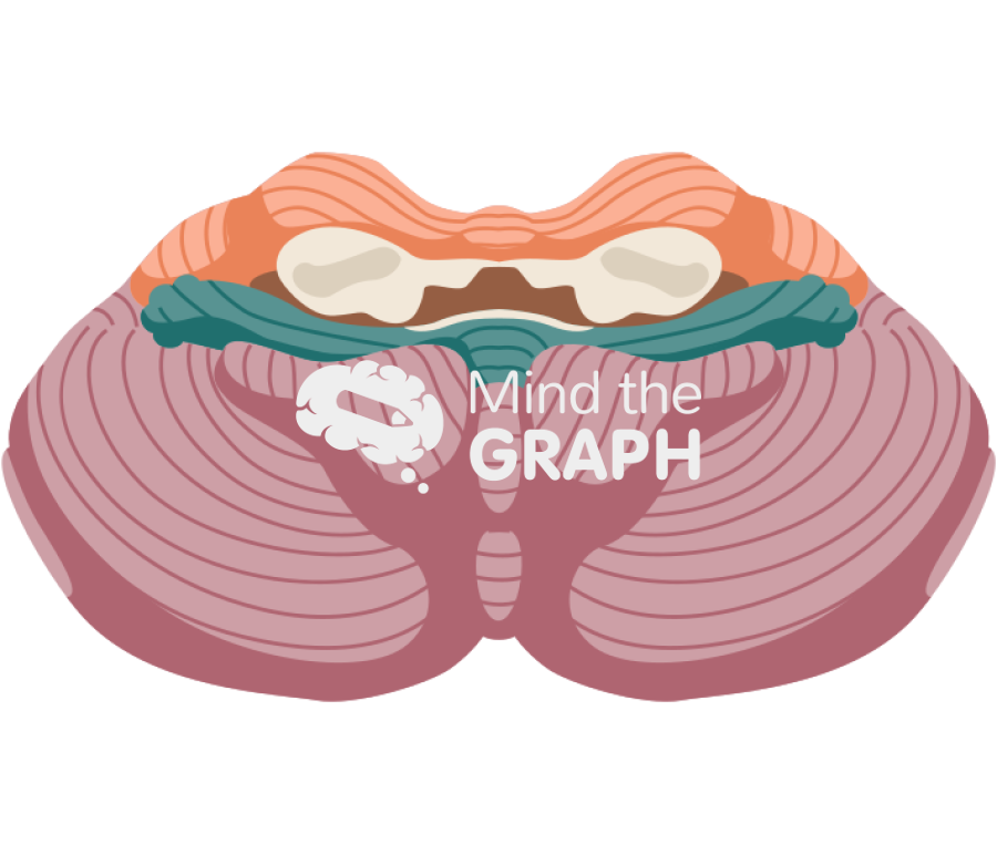 Cerebellum anterior Icons, Symbols, Pictures, and Images