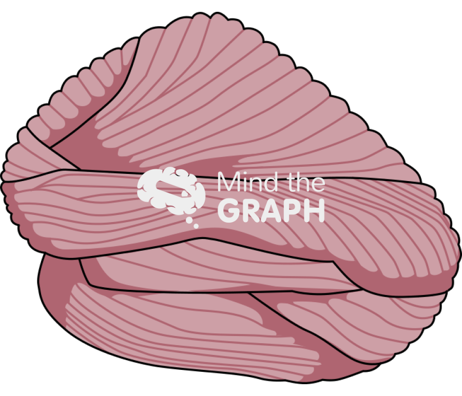 Cerebellum lateral Icons, Symbols, Pictures, and Images