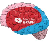 Cerebral vascular territories lateral view Icons, Symbols, Pictures, and Images