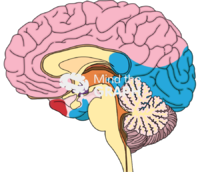 Cerebral vascular territories medial view Icons, Symbols, Pictures, and Images