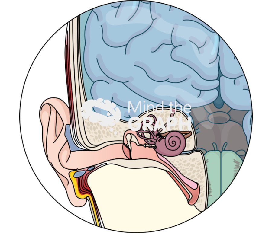 Cerebrospinal fluid perylimph zoom Icons, Symbols, Pictures, and Images