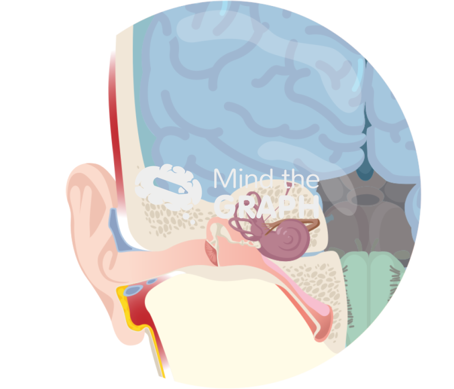 Cerebrospinal fluid perylimph zoom Icons, Symbols, Pictures, and Images