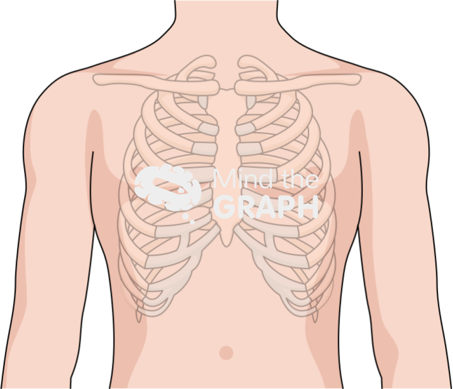 Chest thorax Icons, Symbols, Pictures, and Images
