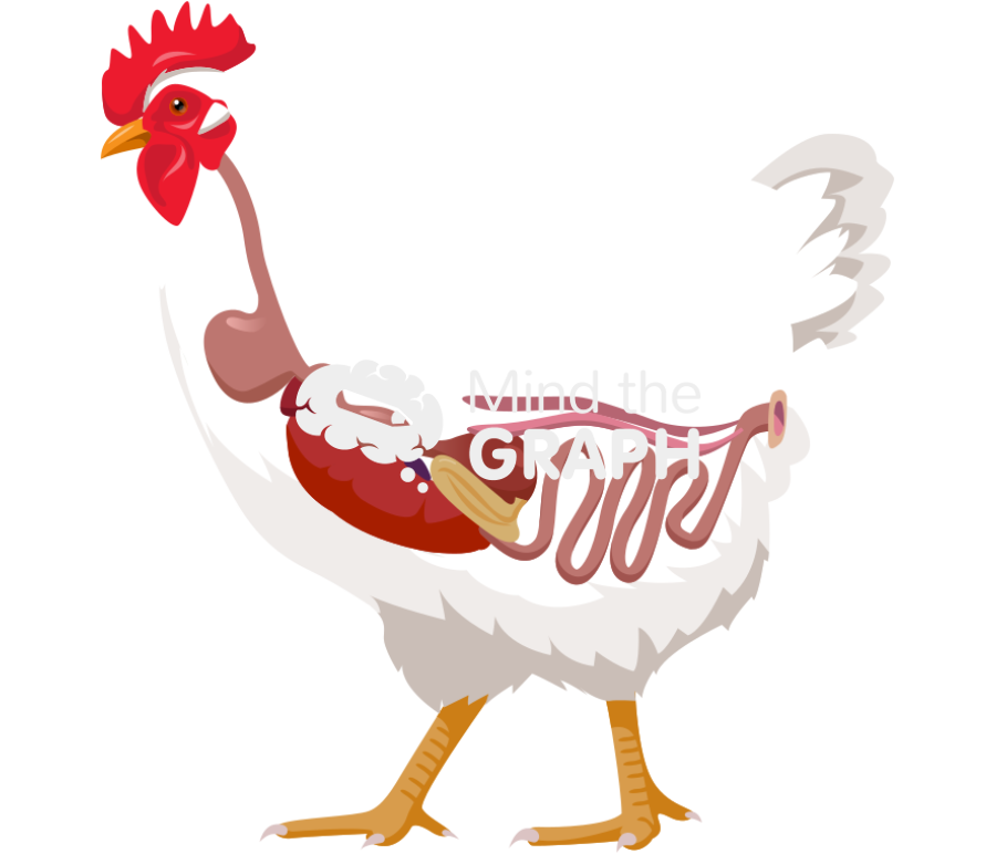 Chicken digestive system body full Icons, Symbols, Pictures, and Images