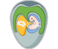 Chicken embryo virus inoculation methods - Edit and Customize Icons of Chicken embryo virus inoculation methods Chicken embryo virus inoculation methods Icons, Symbols, Pictures, and Images
