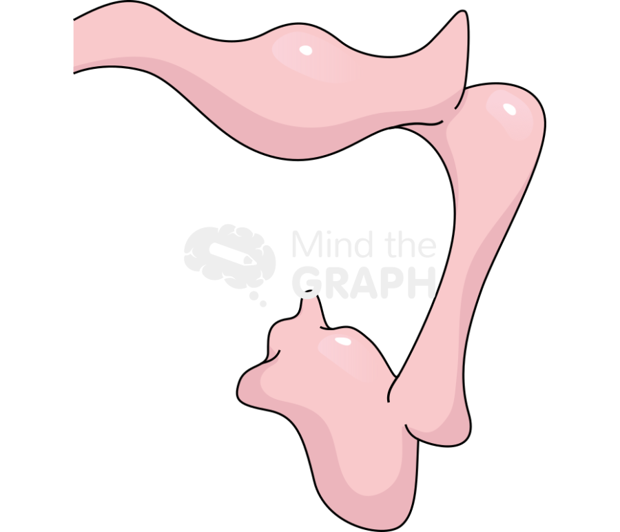 Chicken forebrain front Icons, Symbols, Pictures, and Images