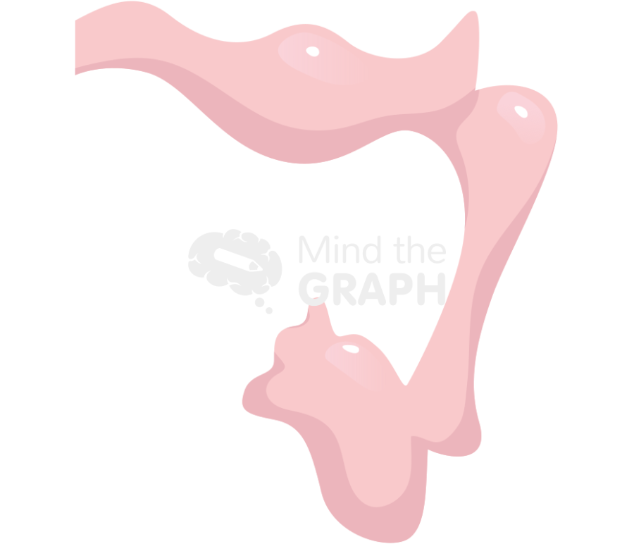 Chicken forebrain front Icons, Symbols, Pictures, and Images