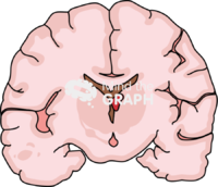 Childish brain hemorragia 1 front cut - Edit and Customize Icons of Childish brain hemorragia 1 front cut Childish brain hemorragia 1 front cut Icons, Symbols, Pictures, and Images