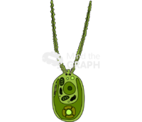 Chlamydomonas sp structure Icons, Symbols, Pictures, and Images