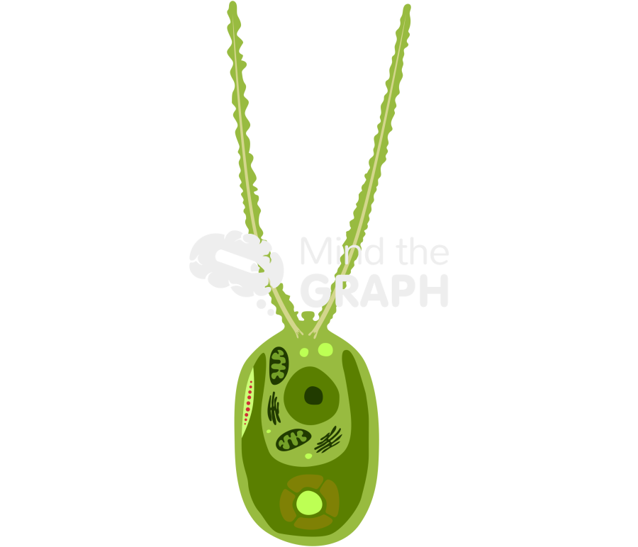 Chlamydomonas sp structure Icons, Symbols, Pictures, and Images