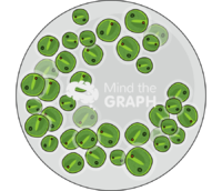 Chlorella vulgaris zoom Icons, Symbols, Pictures, and Images