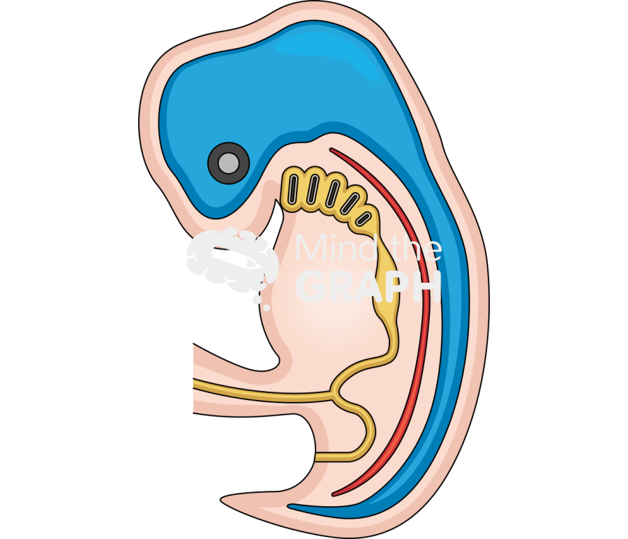 Chordata fetus lateral Icons, Symbols, Pictures, and Images