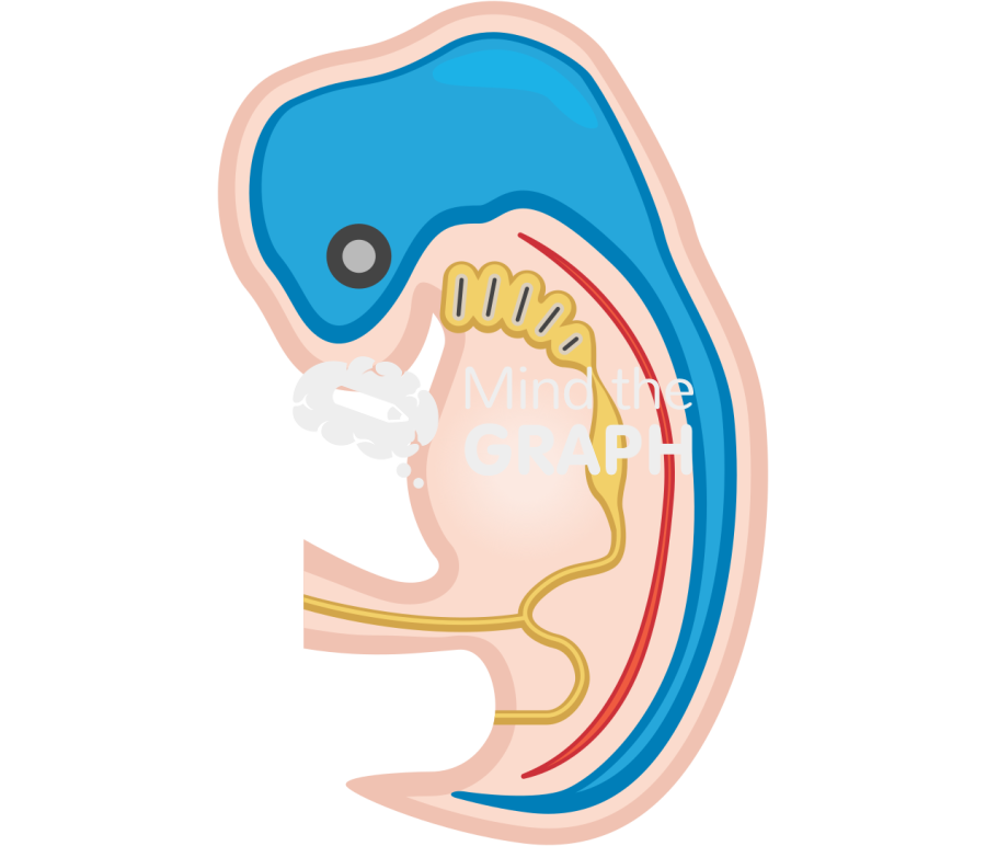 Chordata fetus lateral Icons, Symbols, Pictures, and Images