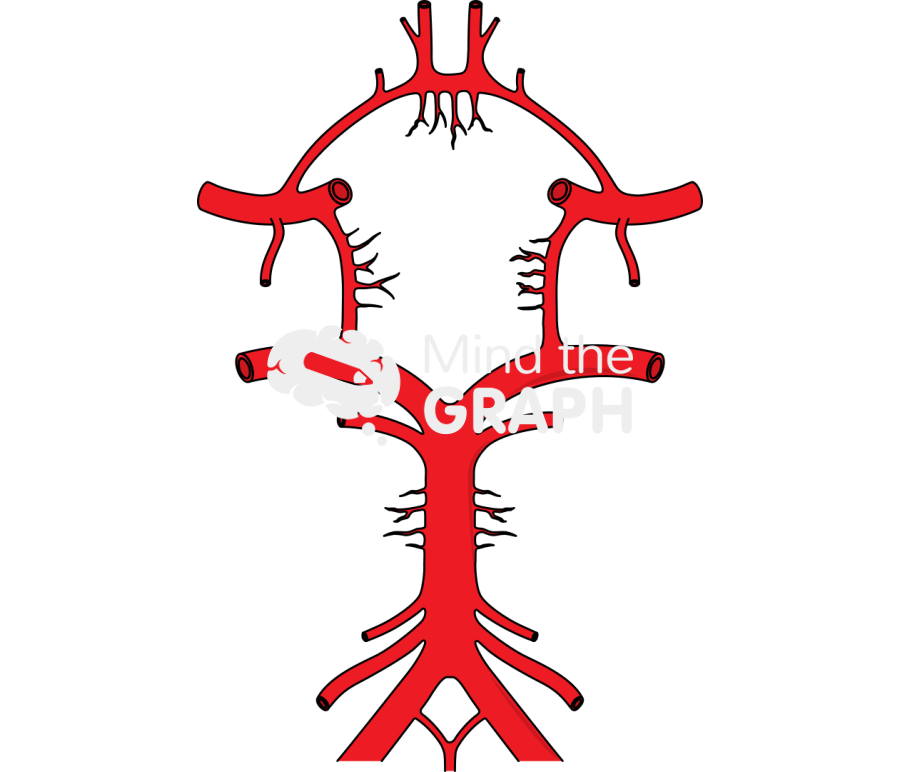 Circle of willis Icons, Symbols, Pictures, and Images