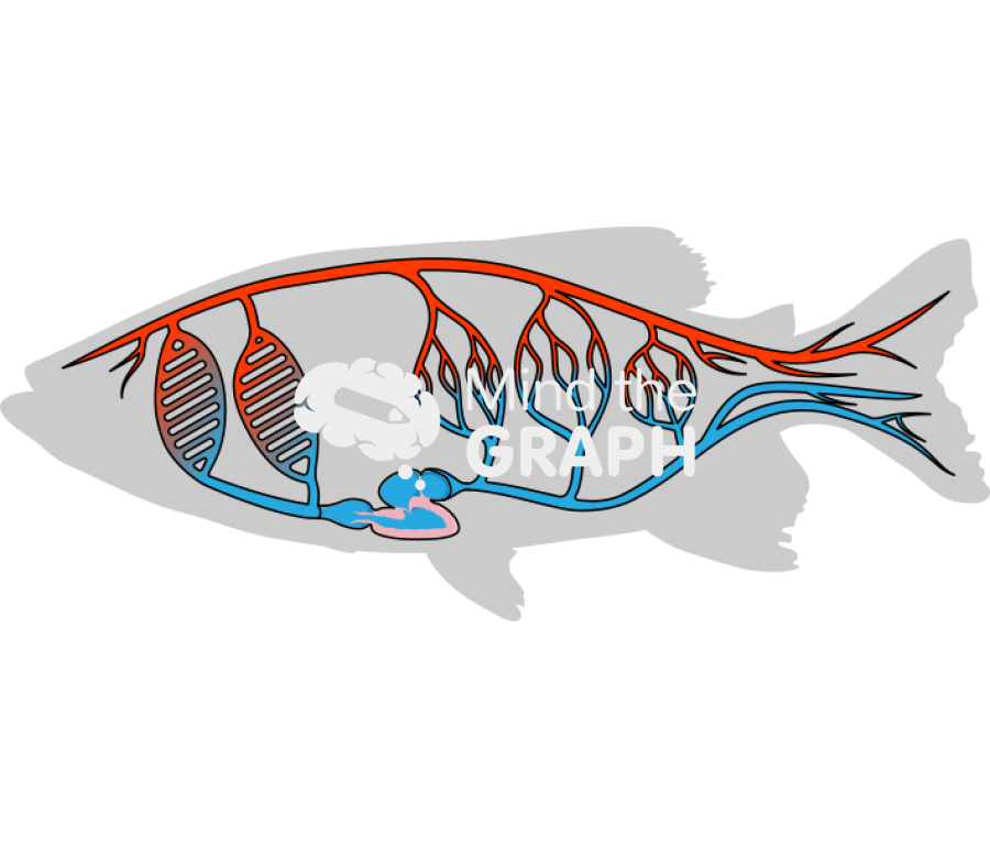 Circulation system fish Icons, Symbols, Pictures, and Images