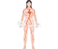 Circulatory system aorta body Icons, Symbols, Pictures, and Images