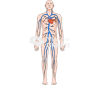 Circulatory system pulmonary body man - Edit and Customize Icons of Circulatory system pulmonary body man Circulatory system pulmonary body man Icons, Symbols, Pictures, and Images