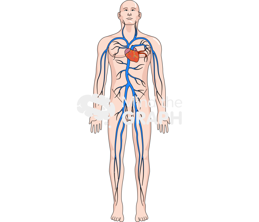 Circulatory system pulmonary body man Icons, Symbols, Pictures, and Images