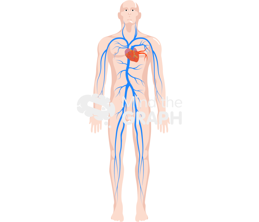 Circulatory system pulmonary body man Icons, Symbols, Pictures, and Images