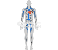Circulatory system pulmonary body man shape - Edit and Customize Icons of Circulatory system pulmonary body man shape Circulatory system pulmonary body man shape Icons, Symbols, Pictures, and Images