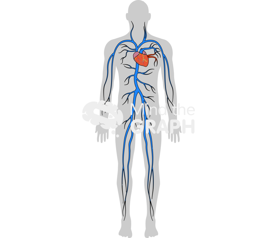 Circulatory system pulmonary body man shape Icons, Symbols, Pictures, and Images