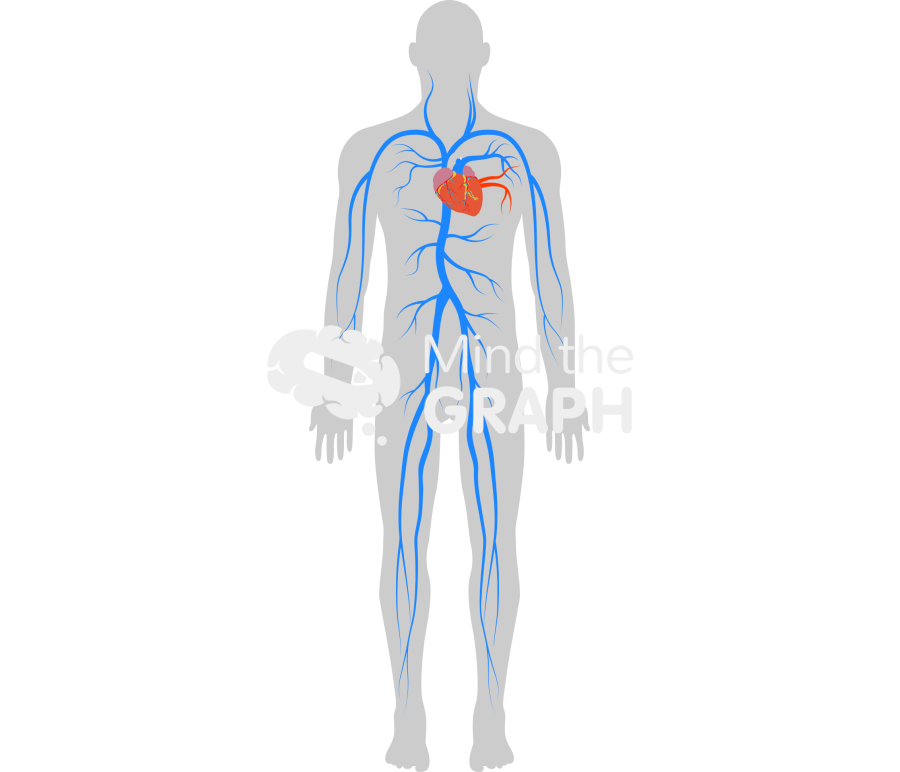 Circulatory system pulmonary body man shape Icons, Symbols, Pictures, and Images