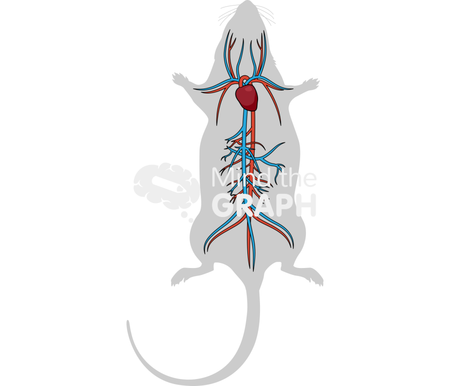 Circulatory system rat body Icons, Symbols, Pictures, and Images