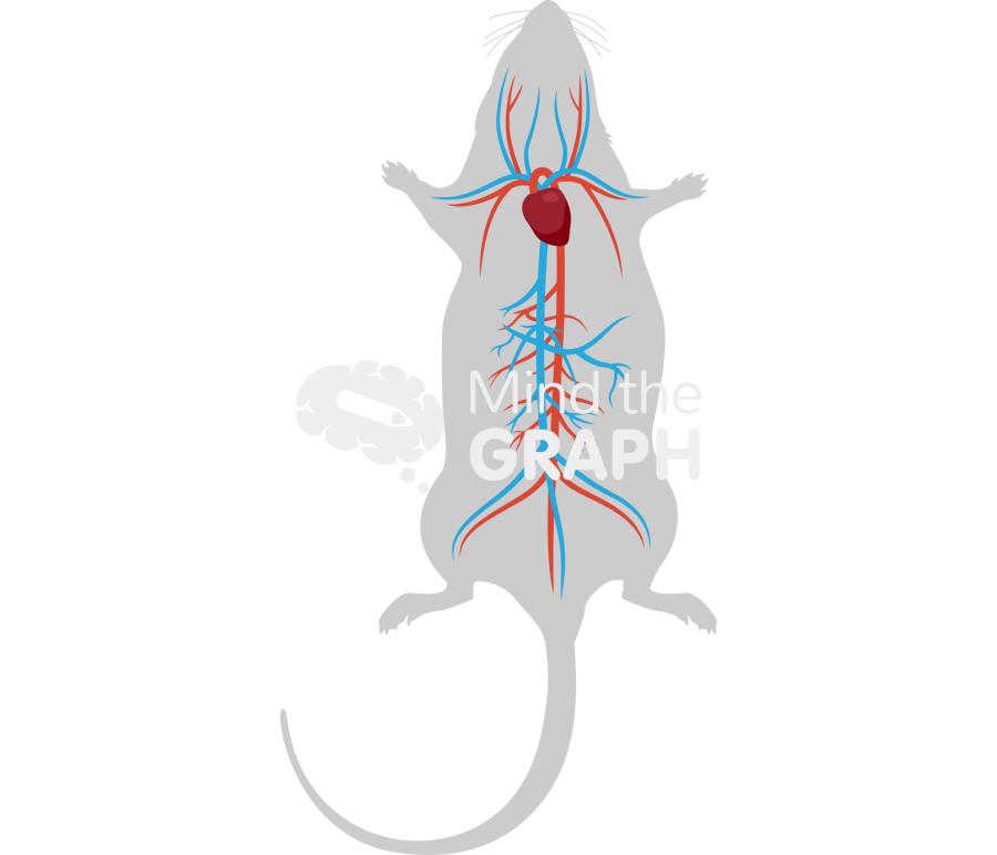 Circulatory system rat body Icons, Symbols, Pictures, and Images