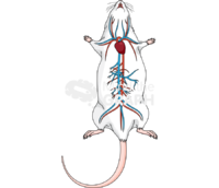 Circulatory system rat body full Icons, Symbols, Pictures, and Images