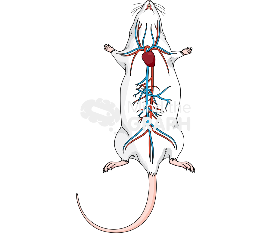 Circulatory system rat body full Icons, Symbols, Pictures, and Images