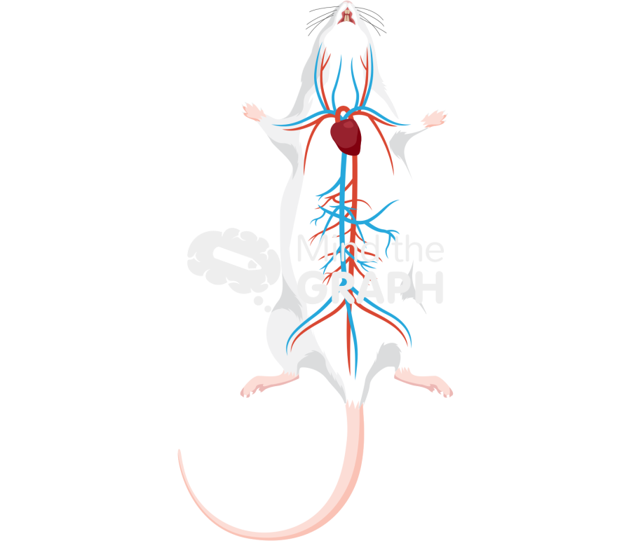 Circulatory system rat body full Icons, Symbols, Pictures, and Images