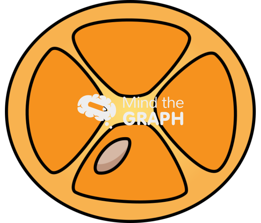 Citrus japonica fruit leaf transversal cut Icons, Symbols, Pictures, and Images