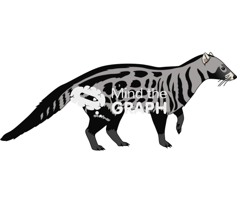 Civettictis civetta lateral Icons, Symbols, Pictures, and Images