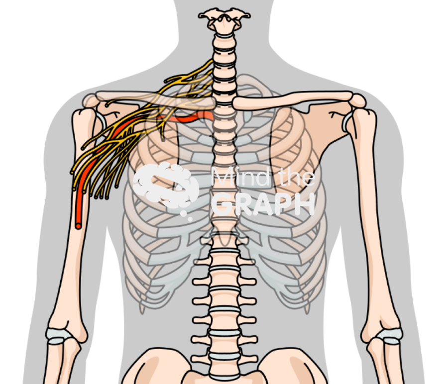 Clavicle innervation front shape Icons, Symbols, Pictures, and Images