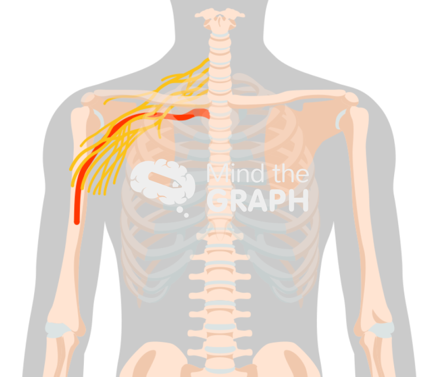 Clavicle innervation front shape Icons, Symbols, Pictures, and Images
