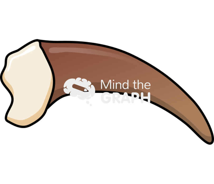 Grizzly bear claw front Icons, Symbols, Pictures, and Images