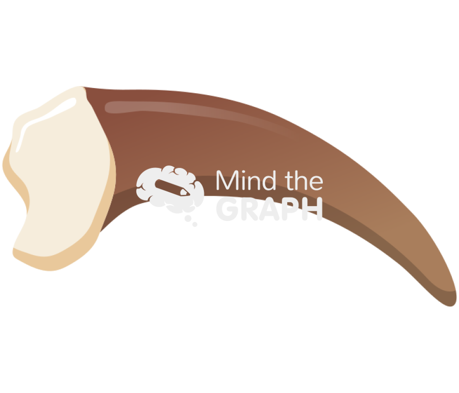 Grizzly bear claw front Icons, Symbols, Pictures, and Images