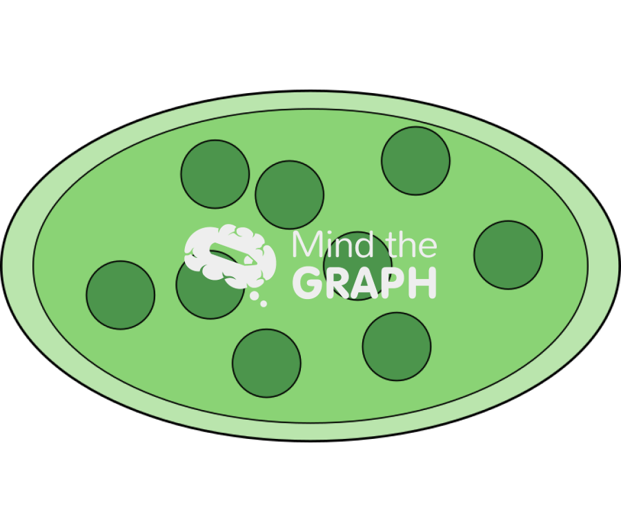 Cloroplast cut top Icons, Symbols, Pictures, and Images