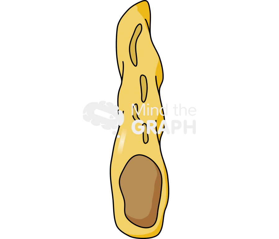 Clostridium tetani 2 Icons, Symbols, Pictures, and Images