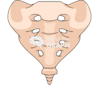 Coccyx bone anterior Icons, Symbols, Pictures, and Images