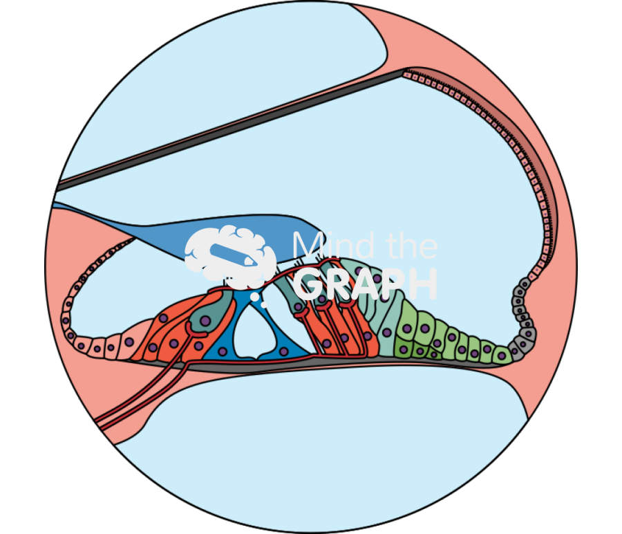 Cochlear duct cross section organ of corti 2 zoom Icons, Symbols, Pictures, and Images