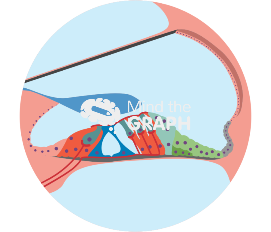 Cochlear duct cross section organ of corti 2 zoom Icons, Symbols, Pictures, and Images