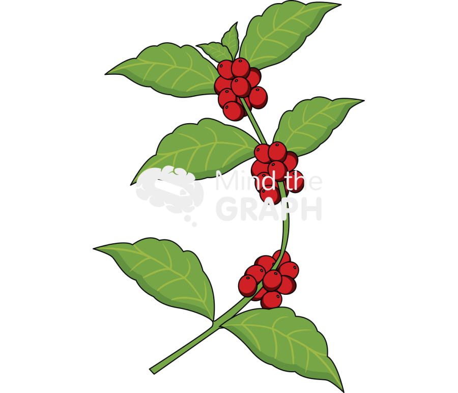 Coffee plant Icons, Symbols, Pictures, and Images