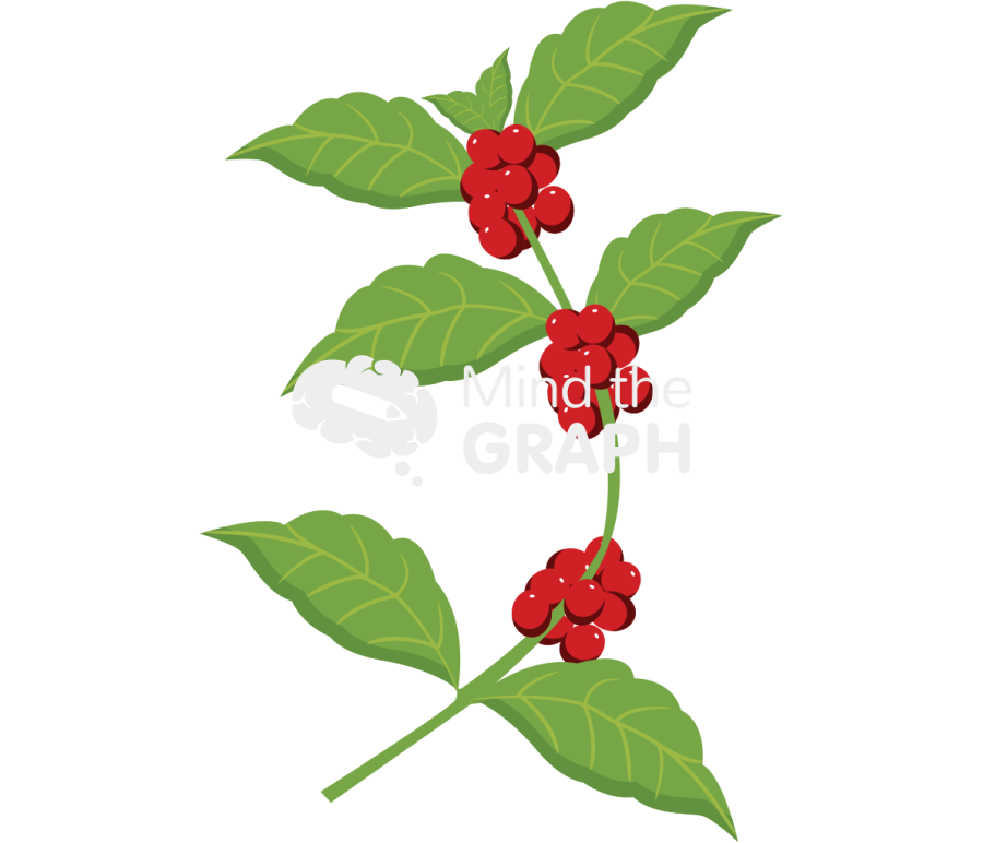 Coffee plant Icons, Symbols, Pictures, and Images